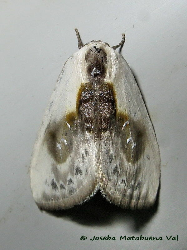 Cilix glaucata - Drepanidae